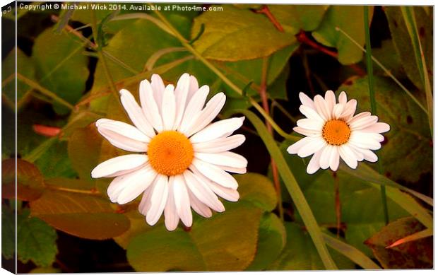 Wild Daisies 3 Canvas Print by Michael Wick