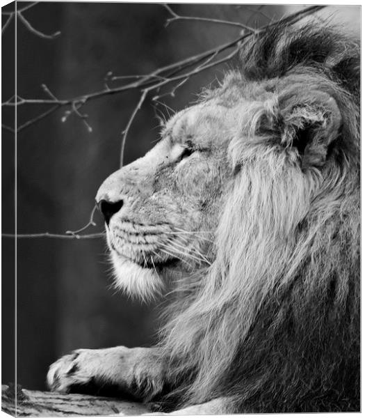King of Beasts Canvas Print by Andy Heap