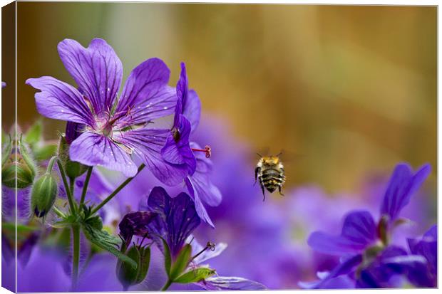 Flight of the Bumble Bee Canvas Print by Andy Heap