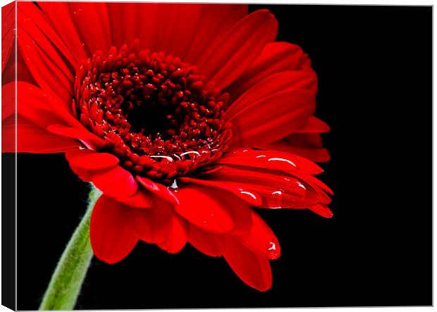  Big Red Flower Canvas Print by Andy Heap
