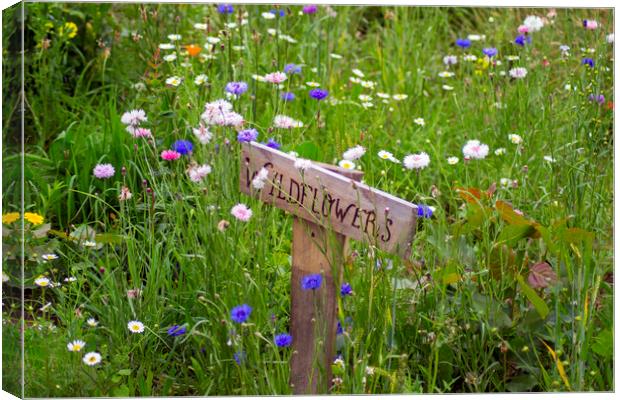 Wildflowers Canvas Print by Andy Heap