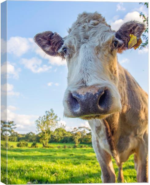 Pretty Cow Portrait Canvas Print by Andy Heap