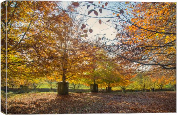 Autumn Colours Canvas Print by Andy Heap