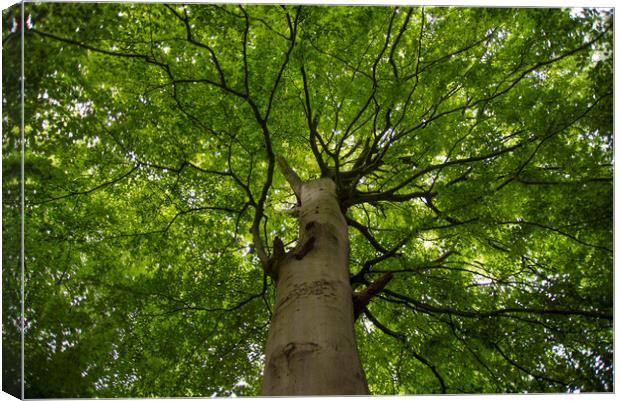 Canopy of a Huge Tree in North Wales Canvas Print by Andy Heap