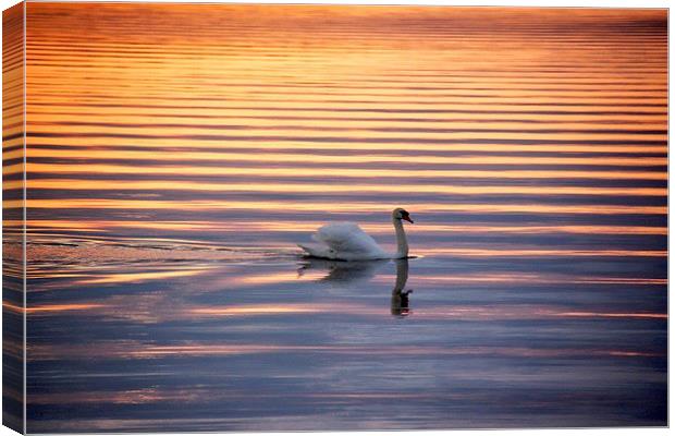 Golden ripples Canvas Print by Fiona Miller