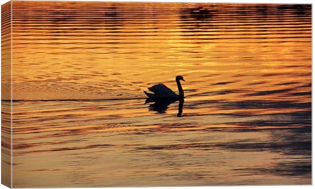 Swan on golden pond Canvas Print by Fiona Miller