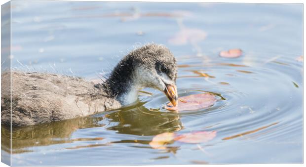 Coot chick pecking a lily pad Canvas Print by Jason Wells