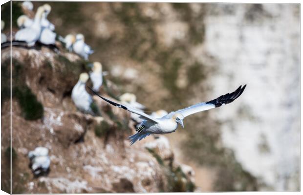 Northern gannet passing the rugged cliffs Canvas Print by Jason Wells