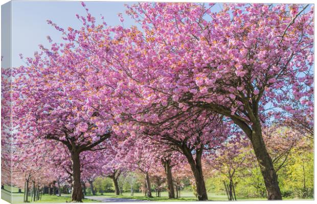 Cherry blossom on an avenue of trees Canvas Print by Jason Wells