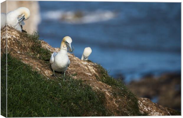 Northern gannet gathering grass for its nest Canvas Print by Jason Wells