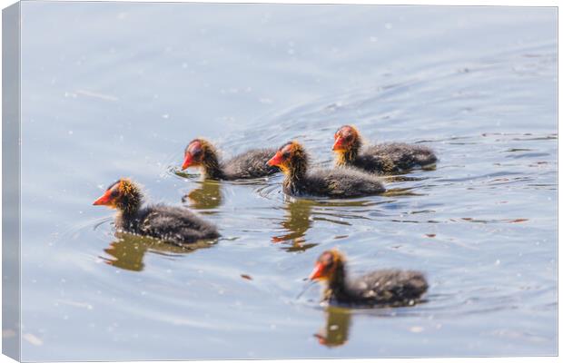 Moorhen chicks explore the waters edge Canvas Print by Jason Wells