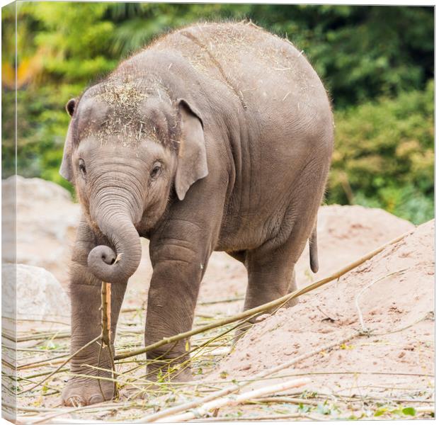 Young Asian elephant foraging Canvas Print by Jason Wells