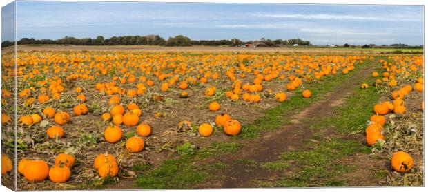 Pumpkin field panorama Canvas Print by Jason Wells