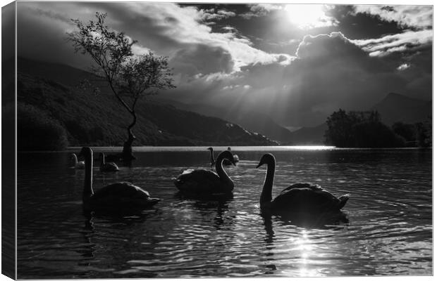 Majestic swans by the Lonely tree Canvas Print by Jason Wells