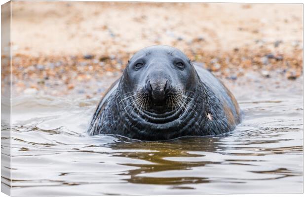 Face on with a Grey Seal Canvas Print by Jason Wells