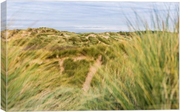 Trails in the sand dunes Canvas Print by Jason Wells