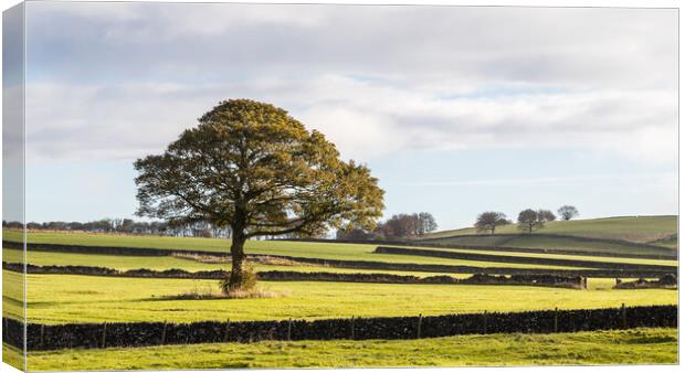 Derbyshire Dales landscape Canvas Print by Jason Wells