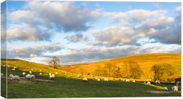 Sheep graze in front of Cheeks Hill Canvas Print by Jason Wells
