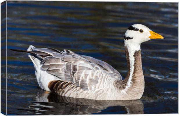 Bar-headed Goose on the water Canvas Print by Jason Wells