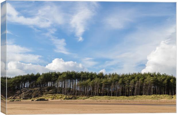 Pine trees line the beach at Newborough Canvas Print by Jason Wells