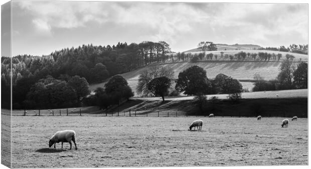 Sheep grazing next to the River Derwent Canvas Print by Jason Wells