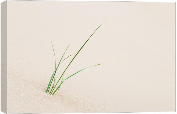 Young marram grass next to Formby beach Canvas Print by Jason Wells