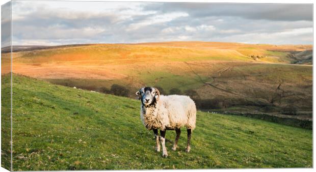 Lone sheep in front of Cheeks Hill Canvas Print by Jason Wells