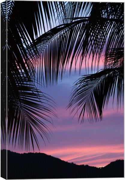 Silhouette of palm leaves Canvas Print by Jason Wells