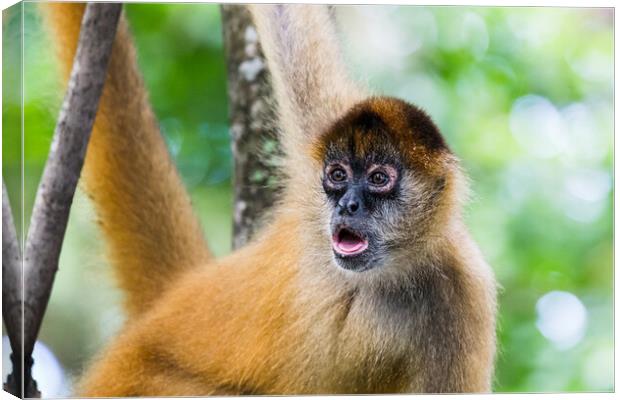 Spider monkey gazing into the distance Canvas Print by Jason Wells