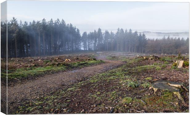 Pathway through the mist Canvas Print by Jason Wells