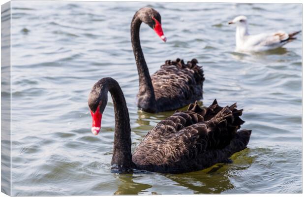 Black Swan pair in the wild Canvas Print by Jason Wells