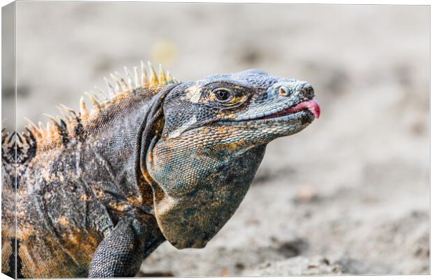 Black iguana with its tongue out Canvas Print by Jason Wells
