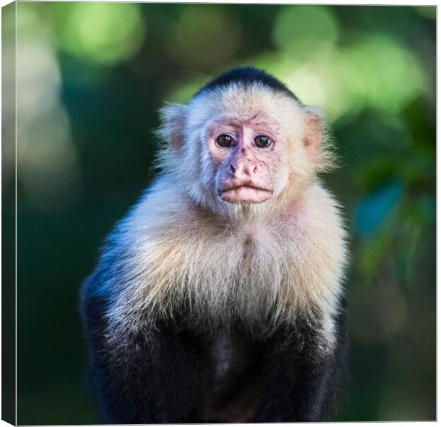 White Faced Capuchin in Costa Rica Canvas Print by Jason Wells