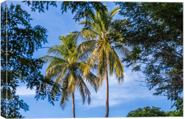 Palm trees seen from a dry forest Canvas Print by Jason Wells