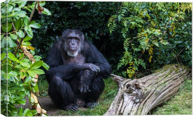 Western Chimpanzee looking at the camera Canvas Print by Jason Wells