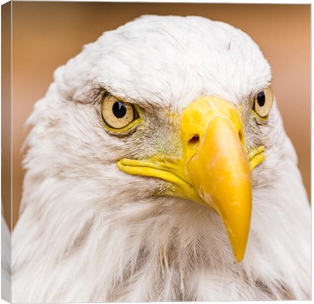 Square crop portrait of a Bald Eagle Canvas Print by Jason Wells