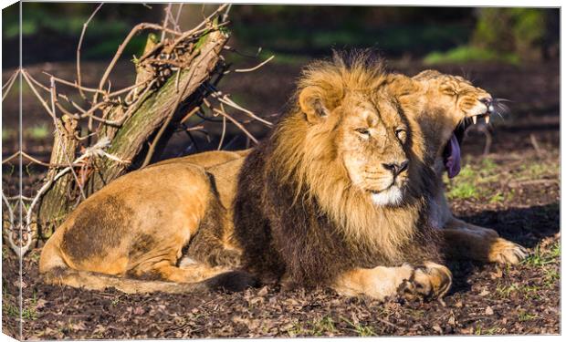 Asiatic lion pair in the sun Canvas Print by Jason Wells