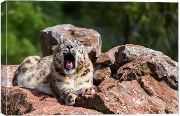 Snow Leopard yawning Canvas Print by Jason Wells