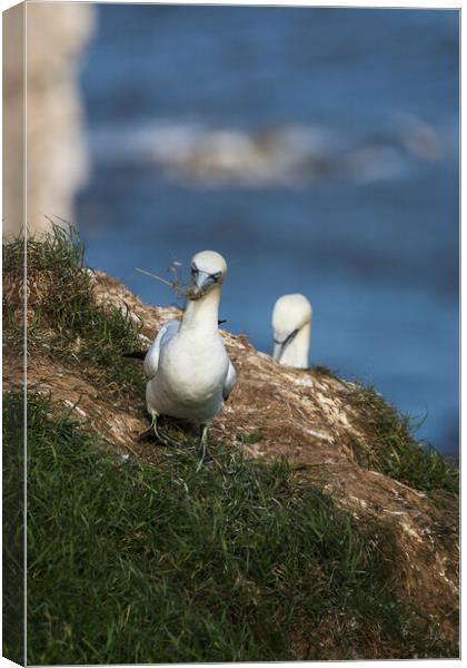 Northern gannet ferrying grass back to its nest Canvas Print by Jason Wells