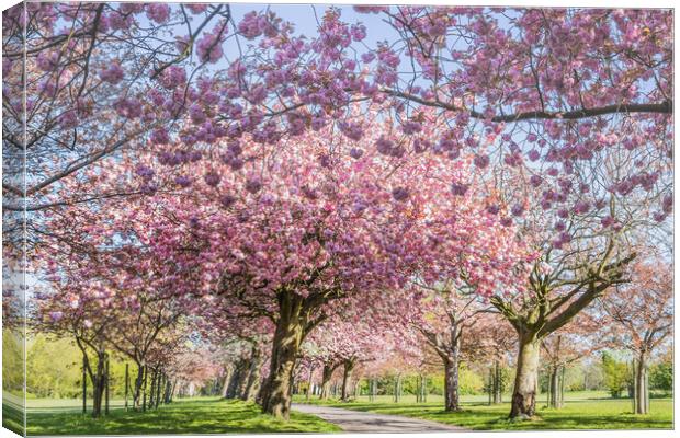 Cherry blossom on an avenue of trees Canvas Print by Jason Wells