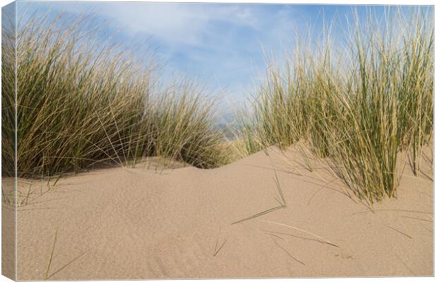 Marram grass on a sand dune Canvas Print by Jason Wells