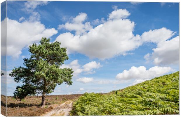 Pine tree at Dersingham Bog Canvas Print by Jason Wells