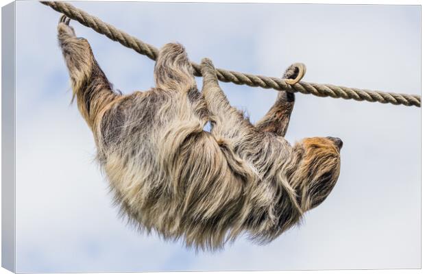 Two-toed sloth moving down a rope Canvas Print by Jason Wells