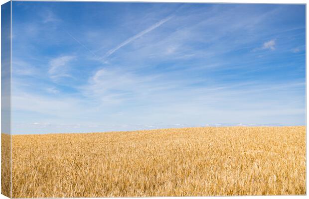 Wheat field under a blue sky Canvas Print by Jason Wells