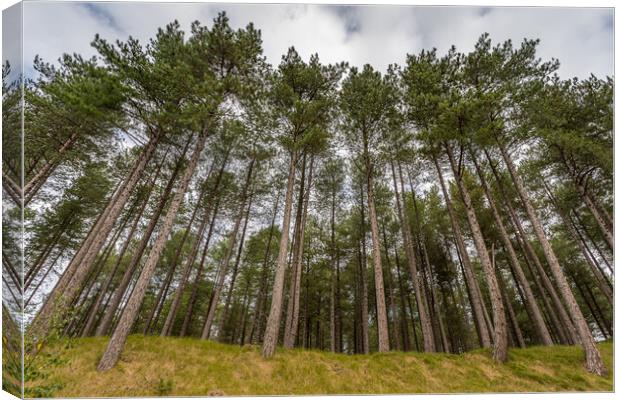 Looking up at pine trees at Formby Woods Canvas Print by Jason Wells