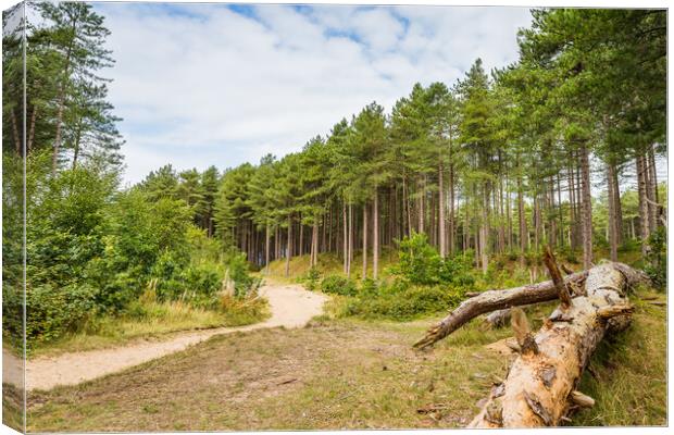 Winding pathway through Formby woods Canvas Print by Jason Wells