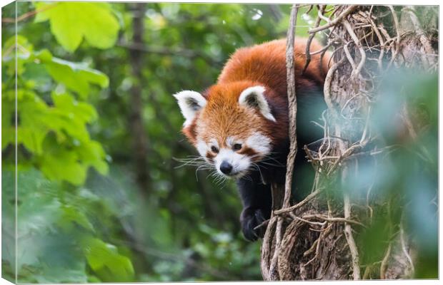 Red panda peeking behind a tree Canvas Print by Jason Wells