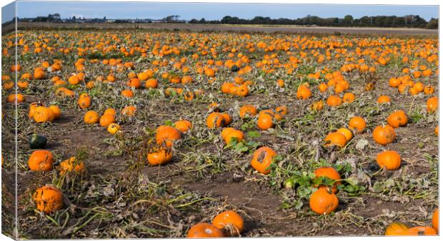 Pumpkin patch panorama Canvas Print by Jason Wells