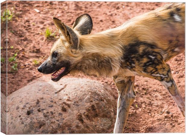 Painted dog on the prowl Canvas Print by Jason Wells