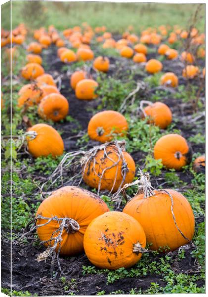 Portrait crop of a pumpkin field Canvas Print by Jason Wells